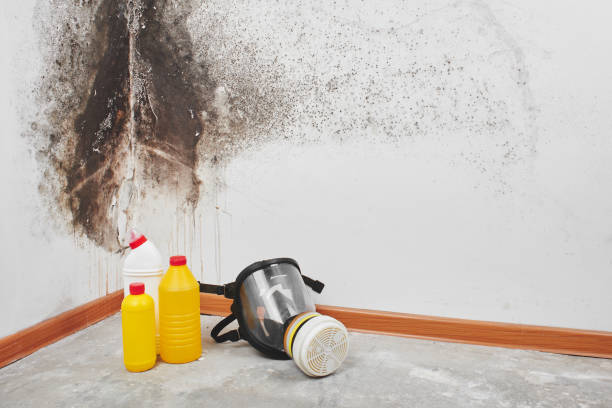 Best Mold Damage Repair  in Beavercreek, OH