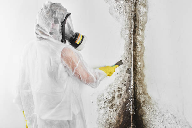 Best Mold Inspection  in Beavercreek, OH