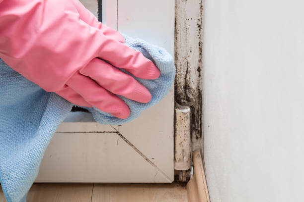 Best Residential Mold Removal  in Beavercreek, OH